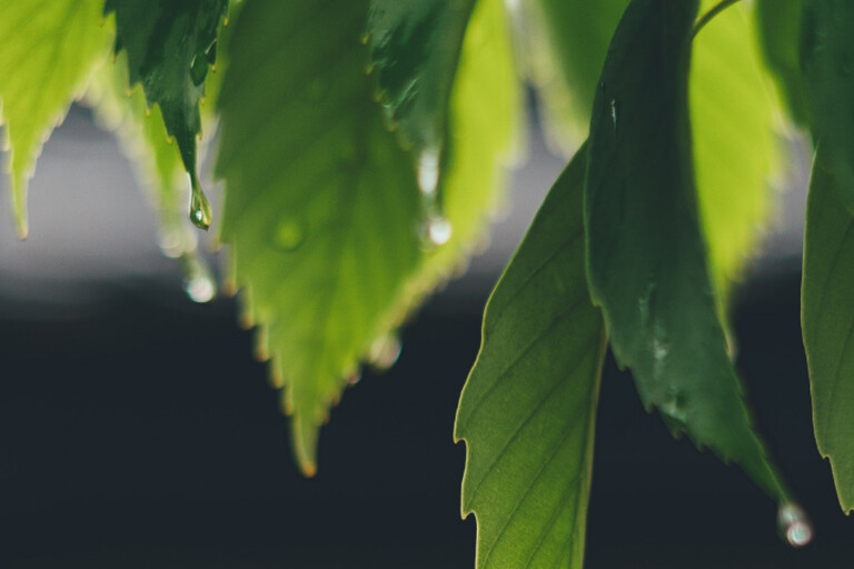 Leaf and rain drops